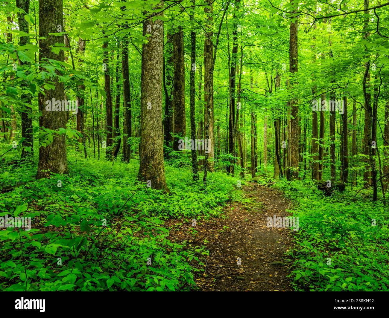 Roaring Fork Motor nature Trail, parc national des Great Smokey Mountains dans le Tennessee, États-Unis Banque D'Images