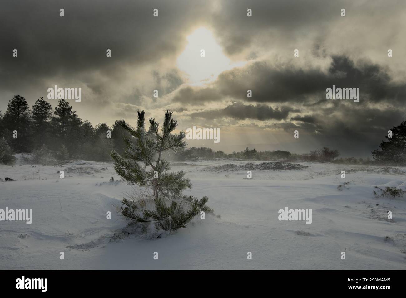 Paysage enneigé avec un jeune pin solitaire au premier plan contre le ciel dramatique dans Etna Park, Sicile, Italie Banque D'Images
