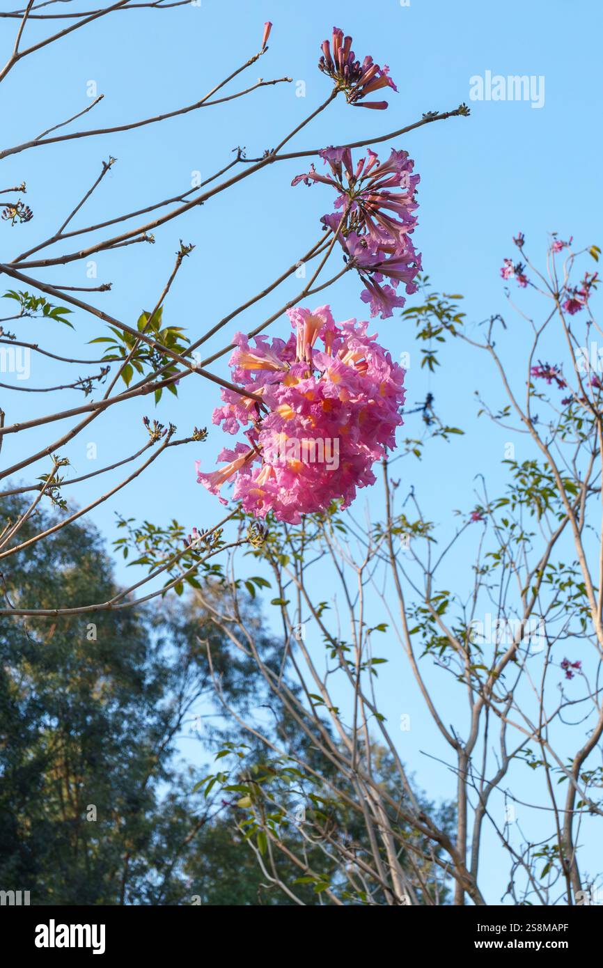 Fleurs roses sur l'arbre Banque D'Images