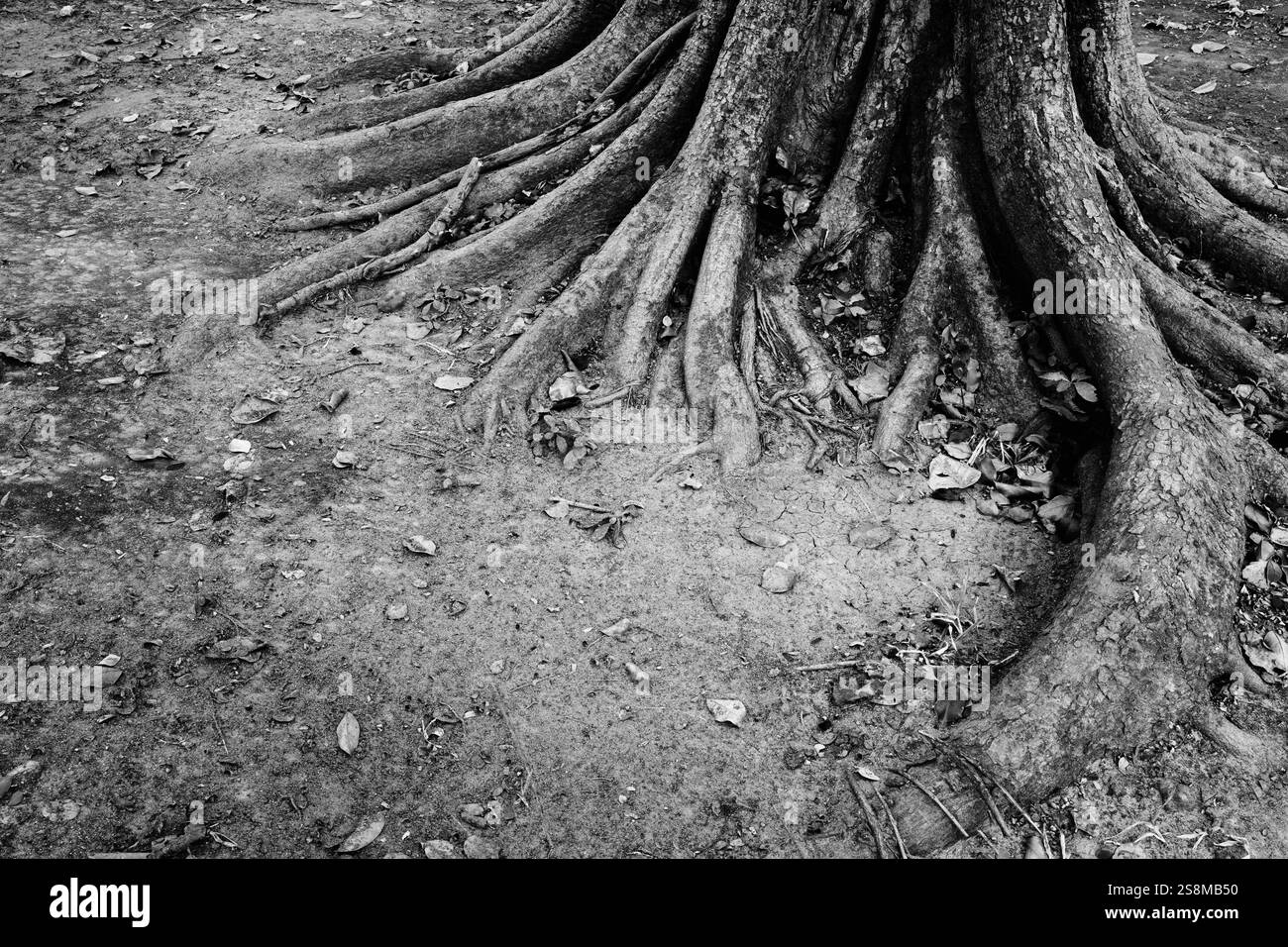 Texture abstraite noire et blanche du système de racines des grands arbres sur le sol Banque D'Images