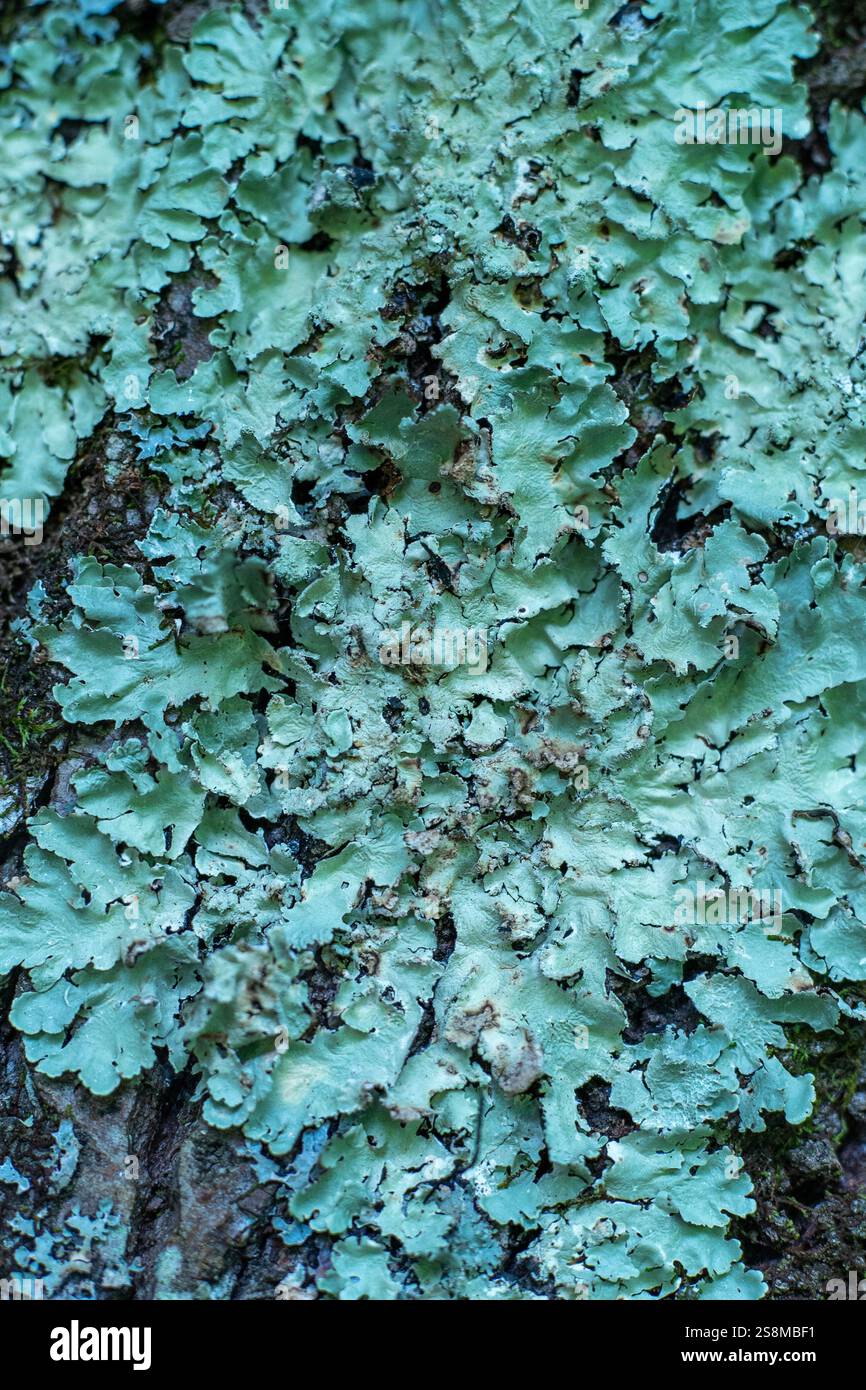 Mousse de lichen sur l'arbre. Fond bleu vert naturel. Flavoparmelia caperata est un lichen de la famille des Parmeliaceae. Banque D'Images