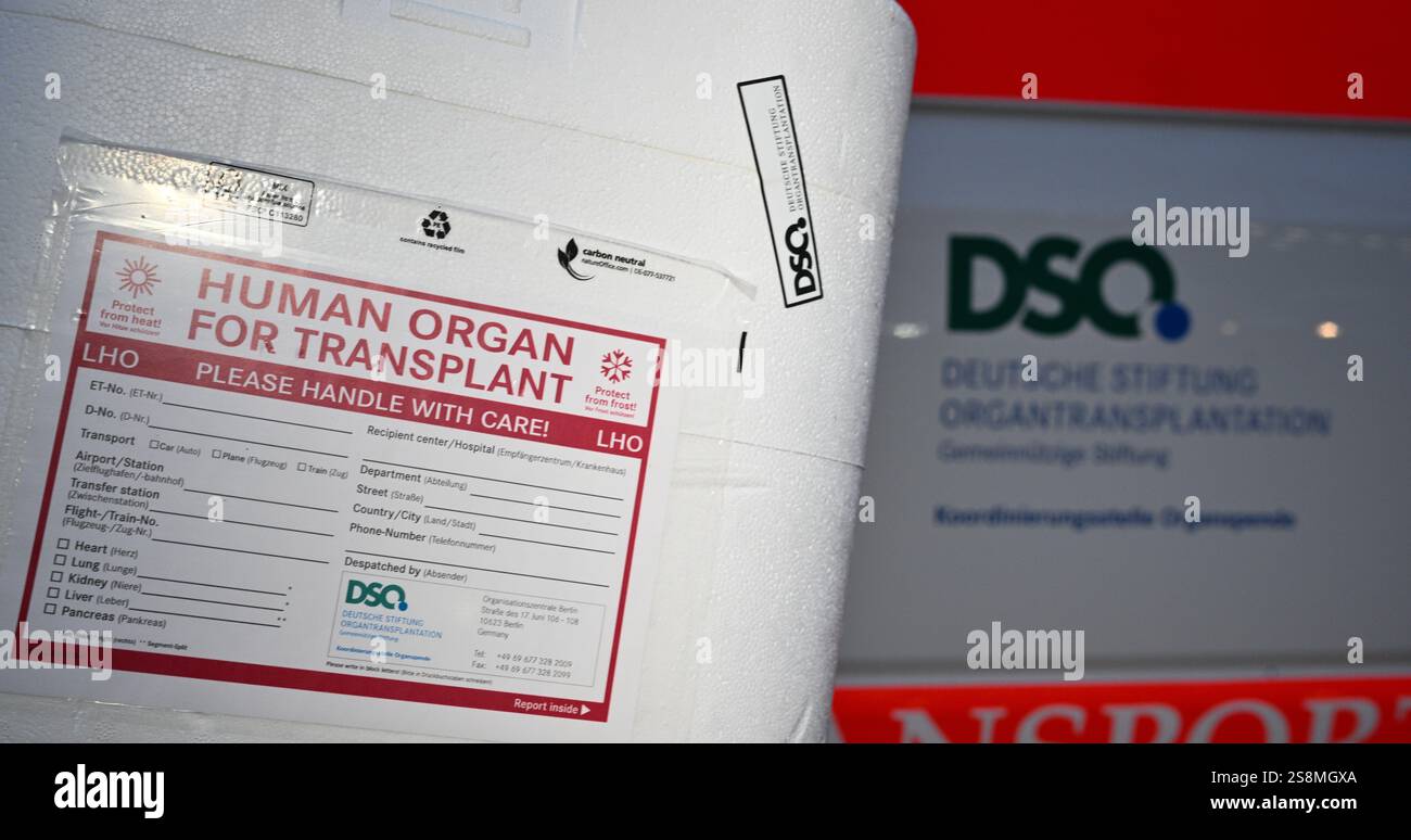 Berlin, Allemagne. 21 janvier 2025. Un employé de Malteser se tient debout avec une glacière pour un don d’organes devant un fourgon pour le don d’organes, sur lequel est imprimé le logo de la Fondation allemande pour la transplantation d’organes. (Scène mise en scène) crédit : Sebastian Gollnow/dpa/Alamy Live News Banque D'Images