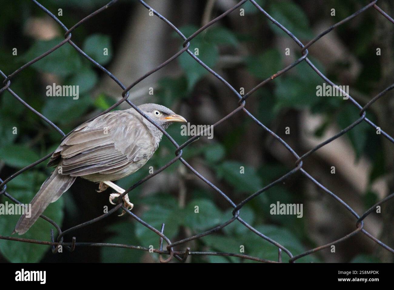 Un babbler de jungle (Argya striata) perché sur une clôture en treillis métallique, entouré de feuillage vert. C'est un oiseau commun dans le sous-continent indien. Banque D'Images
