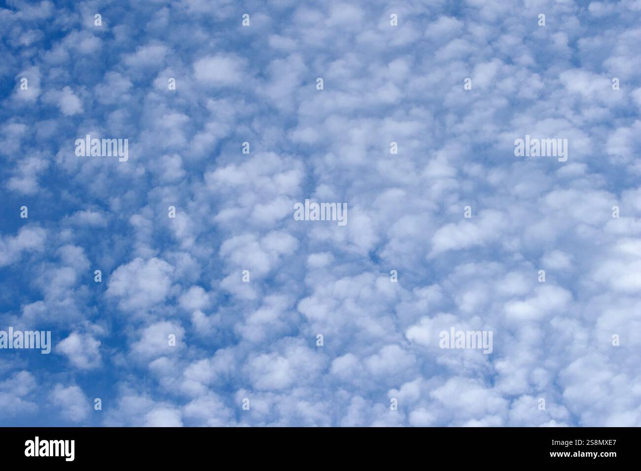 Les Altocumulus floccus sont des nuages de couche intermédiaire se formant entre 6 500 et 18 000 pieds d'altitude. Principalement composé de gouttelettes d'eau et de cristaux de glace ci-dessous. Banque D'Images