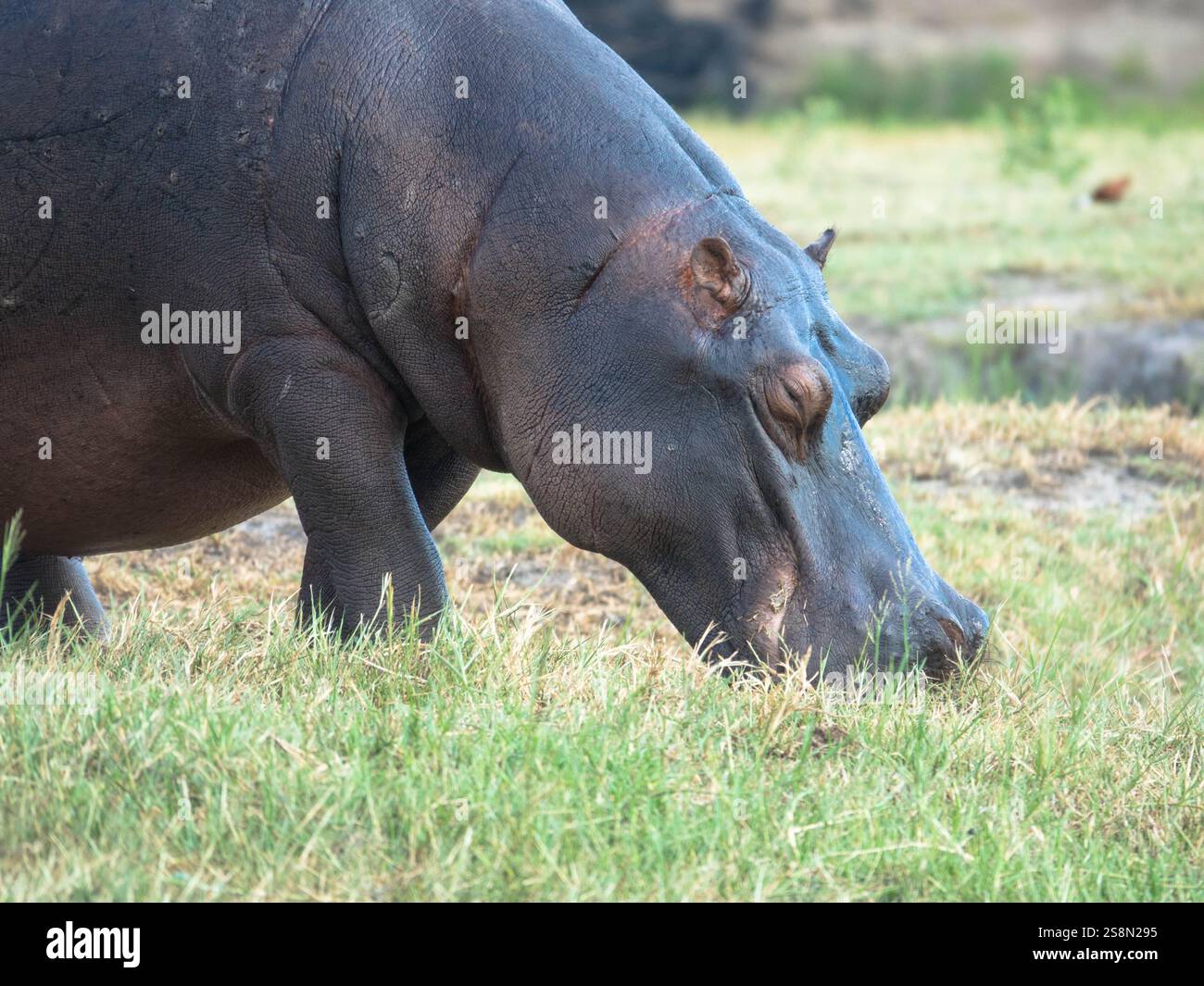 L'hippopotame pèle paisiblement l'herbe dans son habitat naturel sur les plaines herbeuses de la savane africaine. Vu lors d'un jeu de conduite à Chobe Banque D'Images