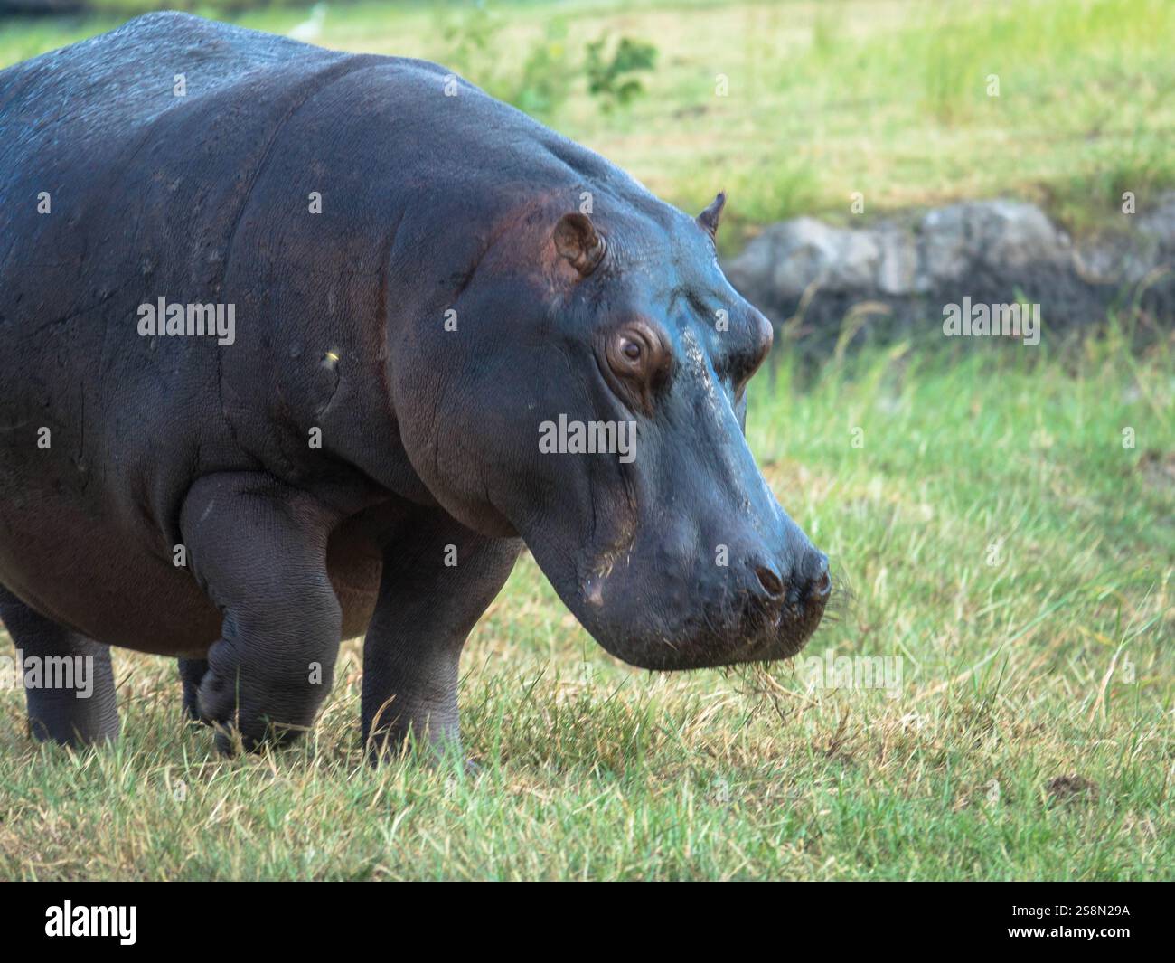 L'hippopotame pèle paisiblement l'herbe dans son habitat naturel sur les plaines herbeuses de la savane africaine. Vu lors d'un jeu de conduite à Chobe Banque D'Images