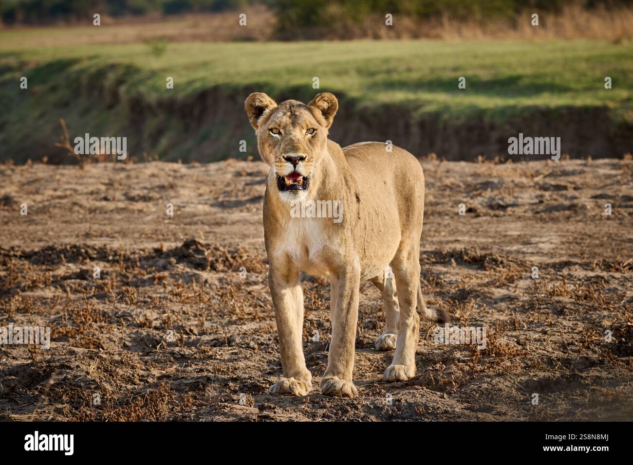 Lionne (Panthera leo), South Luangwa National Park, Mfuwe, Zambie, Afrique Banque D'Images Lionne (Panthera leo), South Luangwa National Park, Mfuwe, Zambie, Afrique Banque D'Images