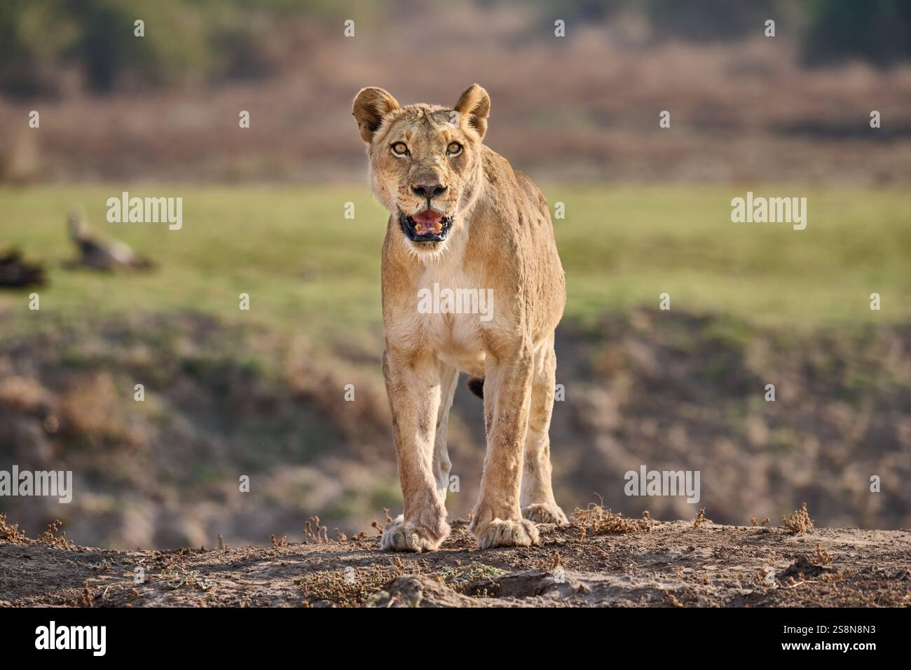 Lionne (Panthera leo), South Luangwa National Park, Mfuwe, Zambie, Afrique Banque D'Images Lionne (Panthera leo), South Luangwa National Park, Mfuwe, Zambie, Afrique Banque D'Images