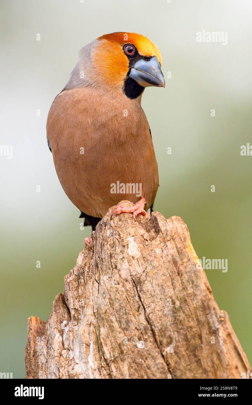 Hawfinch, Coccothraustes occothraustes, forêt méditerranéenne, Castilla y Leon, Espagne, Europe Banque D'Images