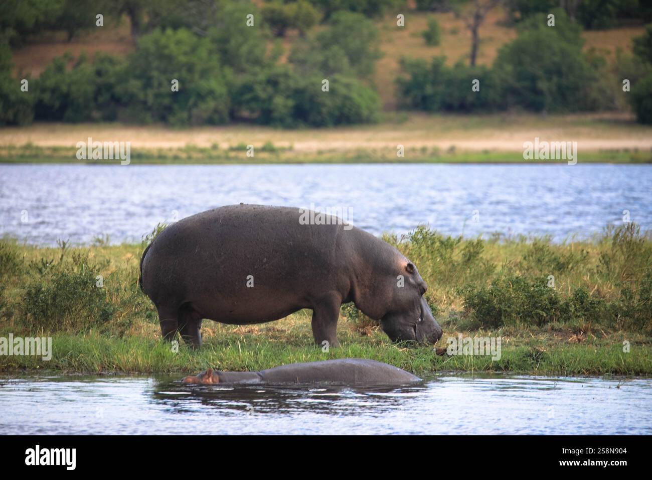 L'hippopotame pèle paisiblement l'herbe dans son habitat naturel sur les plaines herbeuses de la savane africaine. Vu lors d'un jeu de conduite à Chobe Banque D'Images