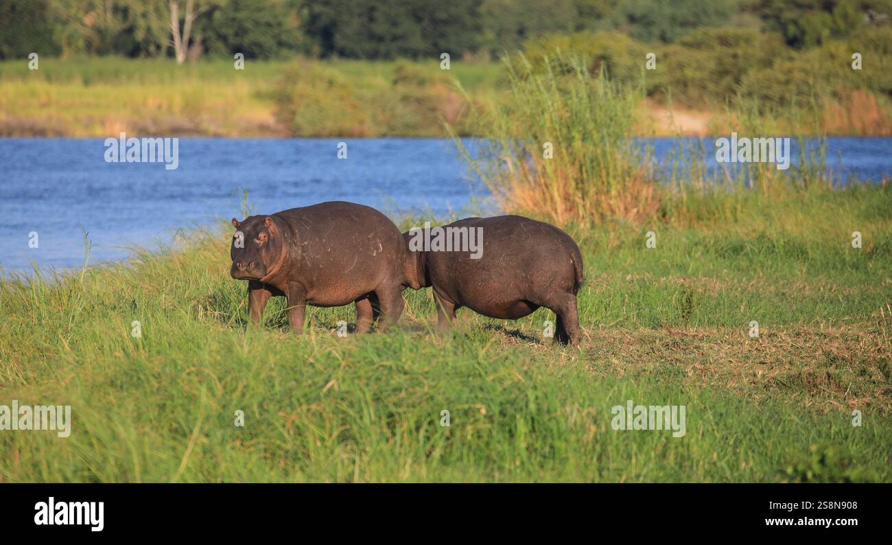 Hippopotame commun se baignant, buvant et se rafraîchissant sur les rives de la rivière Chobe. Tourisme et concept de vacances. Vu par Game Drive. Banque D'Images