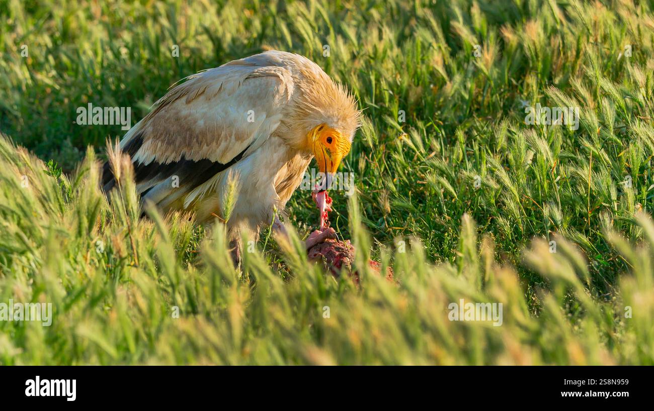 Vulture égyptienne, Neophron percnopterus, champs agricoles, Castilla y Leon, Espagne, Europe Banque D'Images
