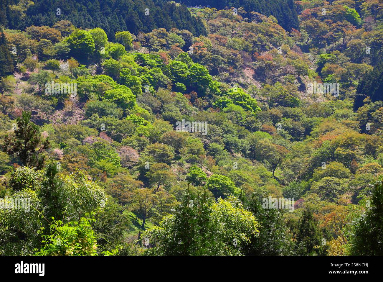 Japon - nature du mont Yoshino (Yoshino-yAMA), un site du patrimoine mondial de l'UNESCO. Arbres verts au printemps. Banque D'Images