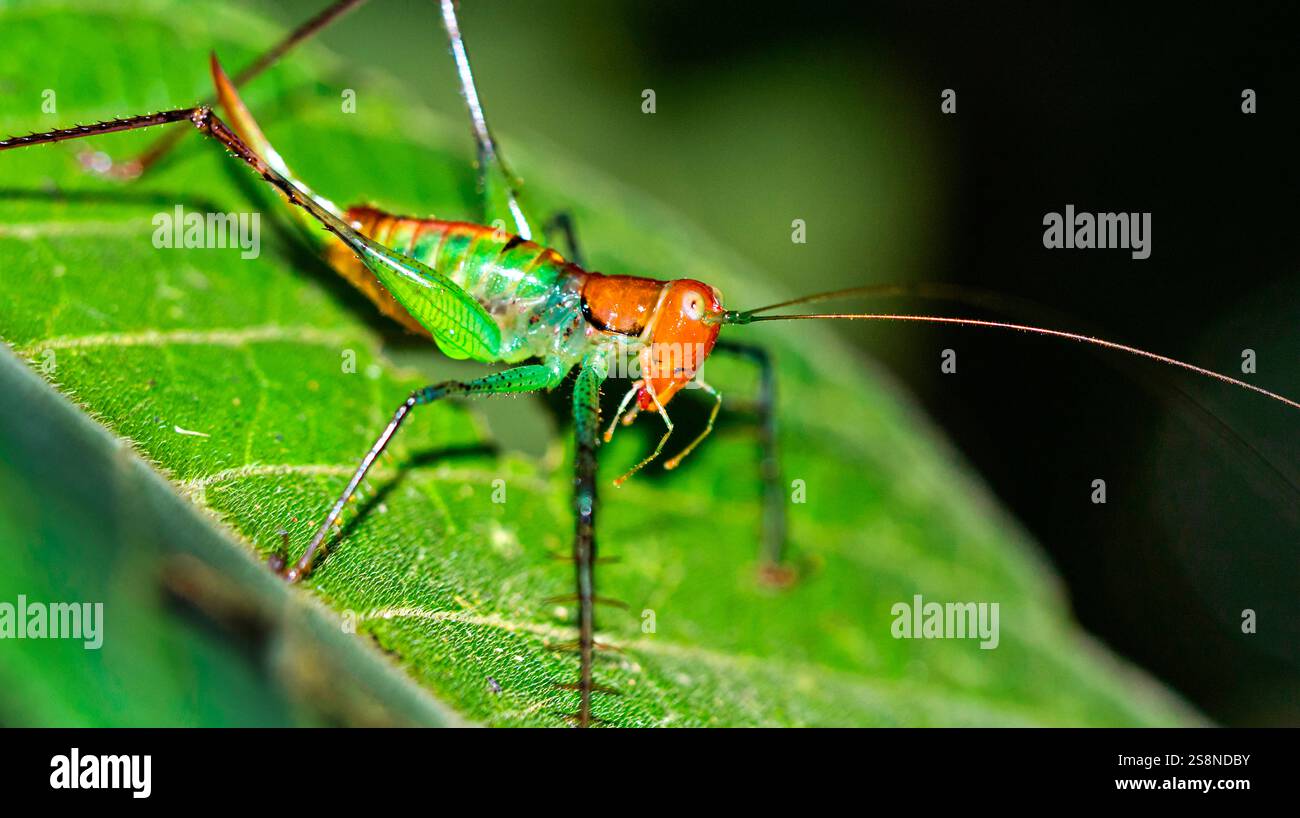 Grasshopper tropical, forêt tropicale humide, parc national de Marino Ballena, Uvita de Osa, Puntarenas, Costa Rica, Amérique centrale Banque D'Images