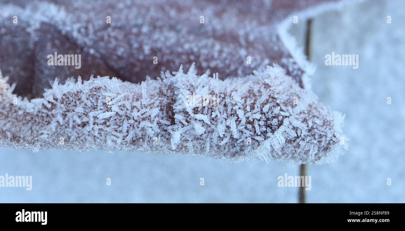Gros plan, vue macro de minuscules cristaux de glace sur une feuille morte sur le sol. Banque D'Images