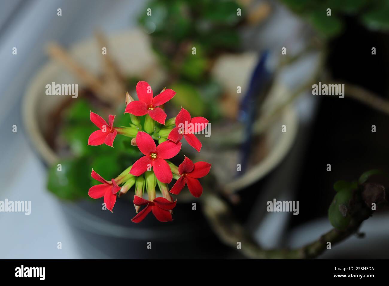 Gros plan des délicates fleurs rouges Kalanchoe blossfeldiana sur une seule tige. Plante d'intérieur, plante en pot, fond flou. Pétales rouges. Banque D'Images