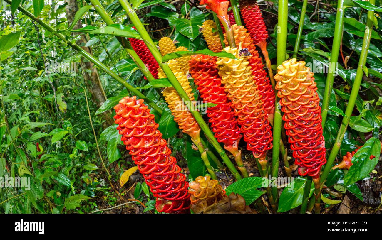 Shampooing gingembre, Zingiber zerumbet, forêt tropicale humide, forêt tropicale humide, Parc national de Marino Ballena, Uvita de Osa, Puntarenas, Costa Rica, Centr Banque D'Images
