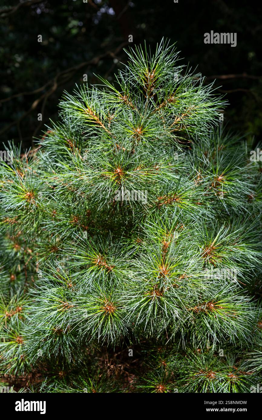 Arbres de pin ornementaux avec habit touffu et longues aiguilles vertes. Banque D'Images