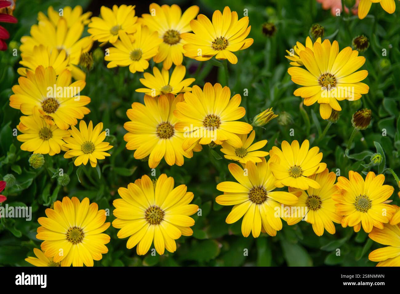 Osteospermum avec des fleurs orange vif s'ouvrent dans le soleil d'été Banque D'Images