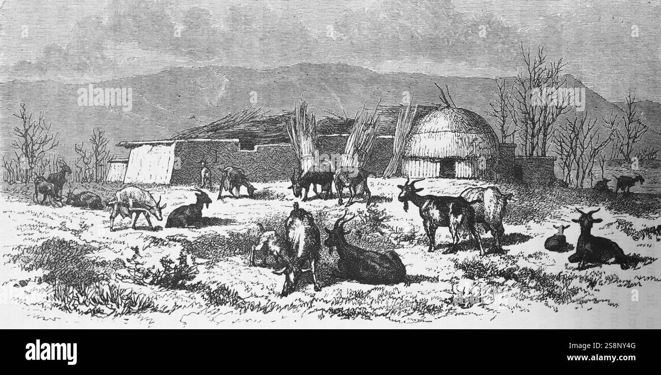 Camp d'hiver des Kirghizes, nomades de la steppe, troupeau de chèvres, hutte ronde, arbres, herbe, montagnes, voyage en Asie, Asie centrale, Kirghizistan, hist Banque D'Images