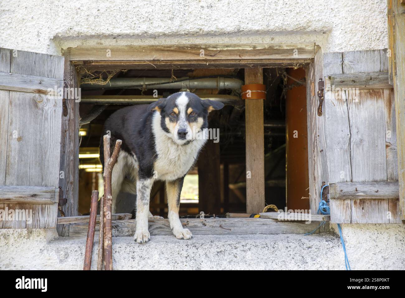 Chien debout dans une fenêtre d'une cabane alpine, Eng-Alm, montagnes Karwendel, Tyrol, Autriche, Europe Banque D'Images