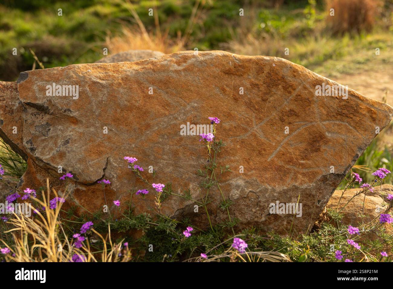 Grande roche grossièrement retangée avec plusieurs petites fleurs violettes devant la roche Banque D'Images