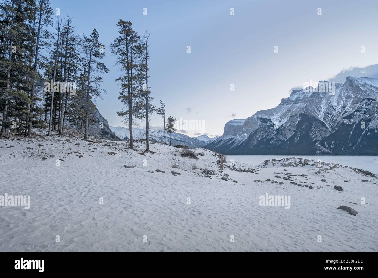 Pins sur la rive rocheuse du lac Minnewanka gelé dans le parc national Banff, Alberta, Canada Banque D'Images