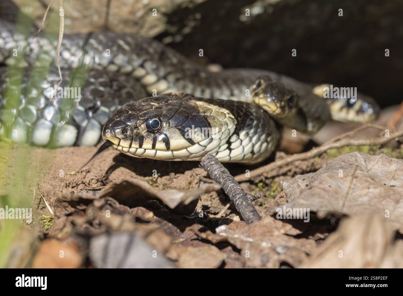 Gros plan d'un serpent d'herbe (Natrix Natrix) se réchauffant sous le soleil de printemps Banque D'Images