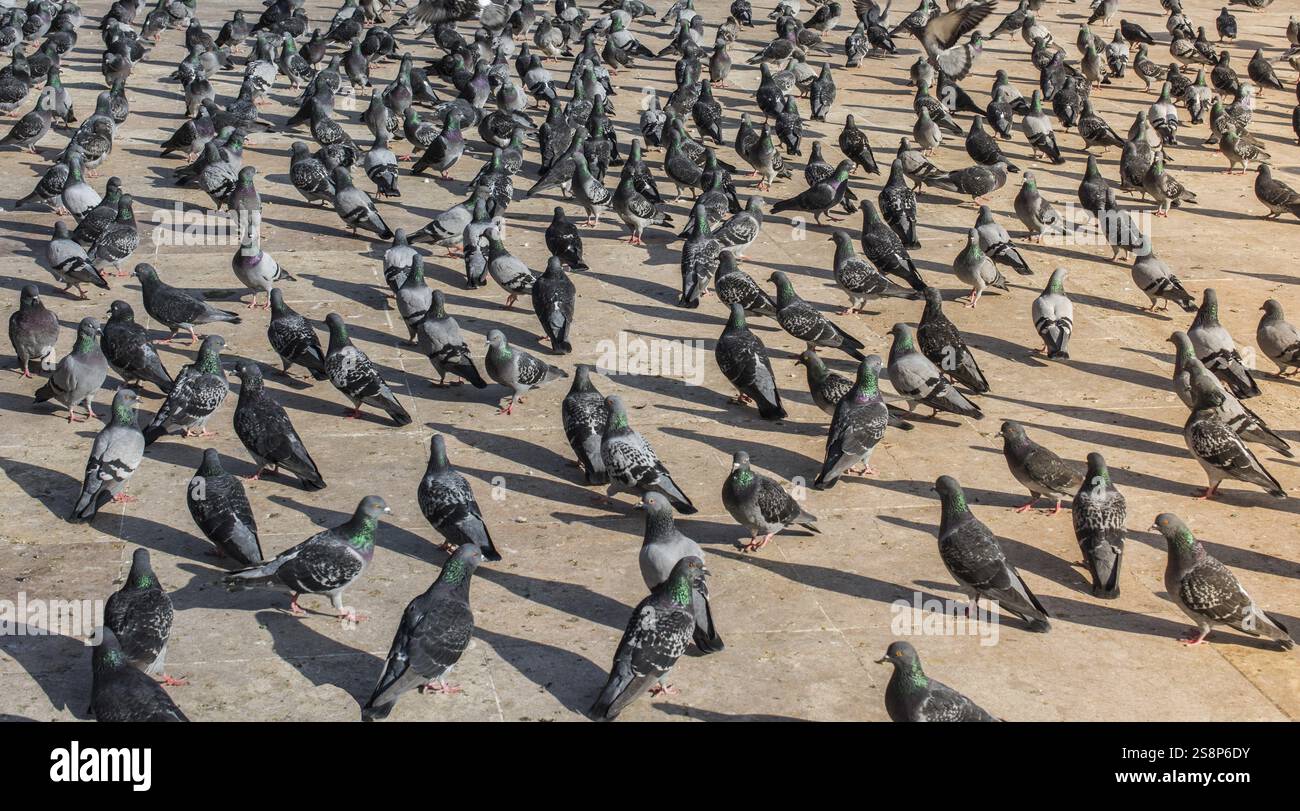 Les oiseaux solitaires par vivre dans un environnement urbain Banque D'Images