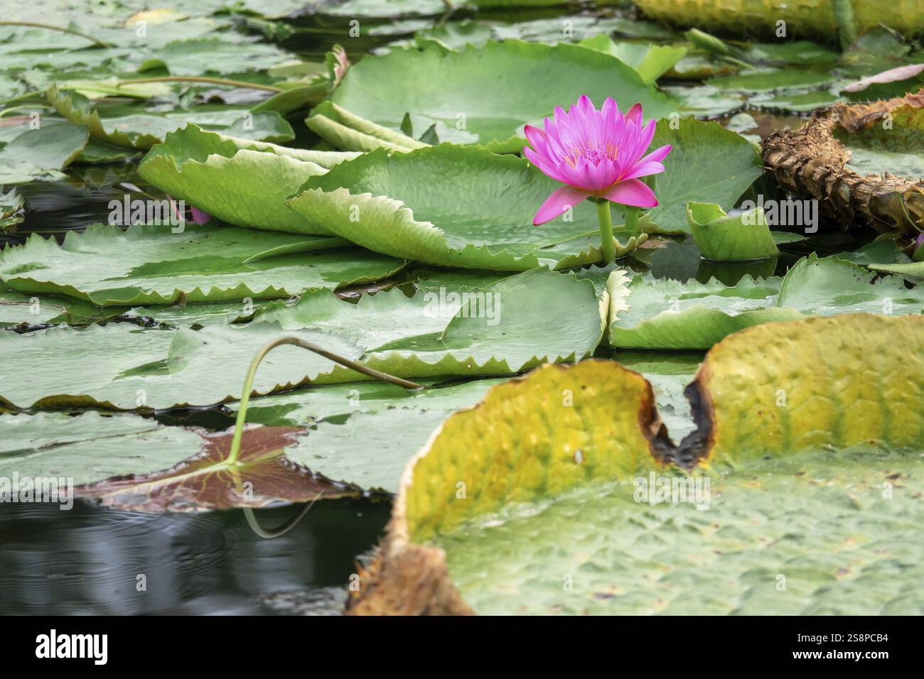 Une image d'un beau nénuphar rose dans l'étang du jardin Banque D'Images