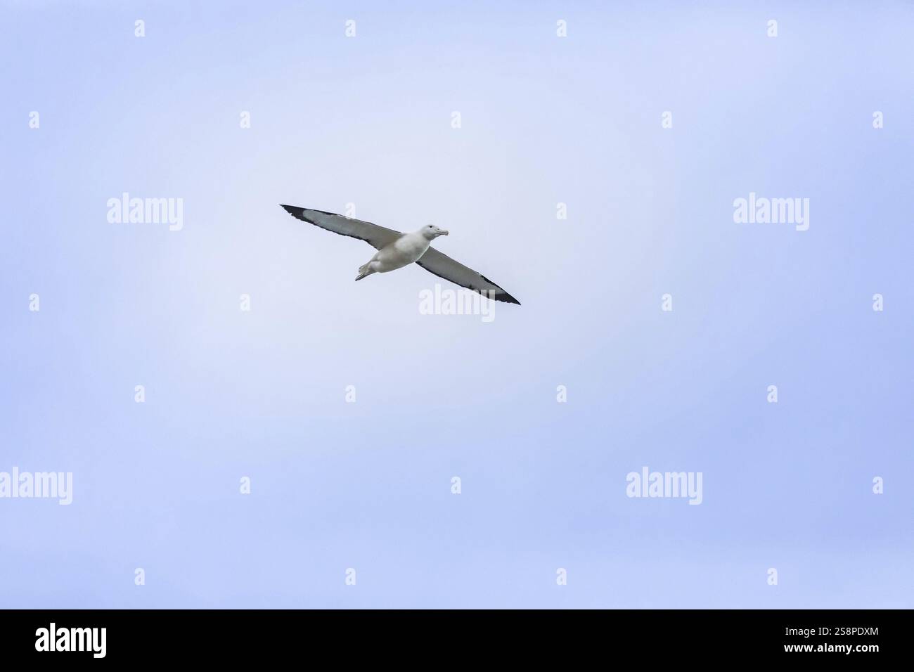 Une image d'un oiseau Albatros dans le ciel à Taiaroa Head New Zealand Banque D'Images