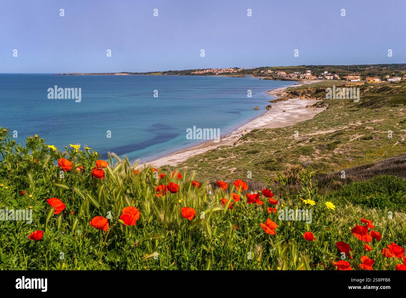 Péninsule de Sinis et ruines historiques, zone Archeologica di Tharros Musée archéologique, prairie avec des coquelicots au bord de la mer, Cabras, Europe, Province de Banque D'Images