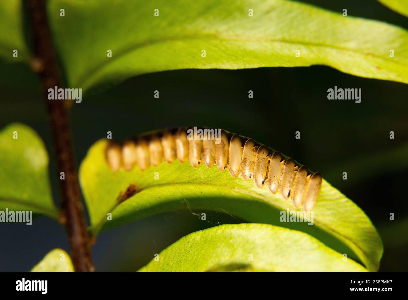 Goiania, Goias, Brésil – Janeiro 19, 2025 : détail des feuilles avec un ensemble d'œufs d'insectes alignés. Avec un fond sombre. Focalisation restreinte. Banque D'Images