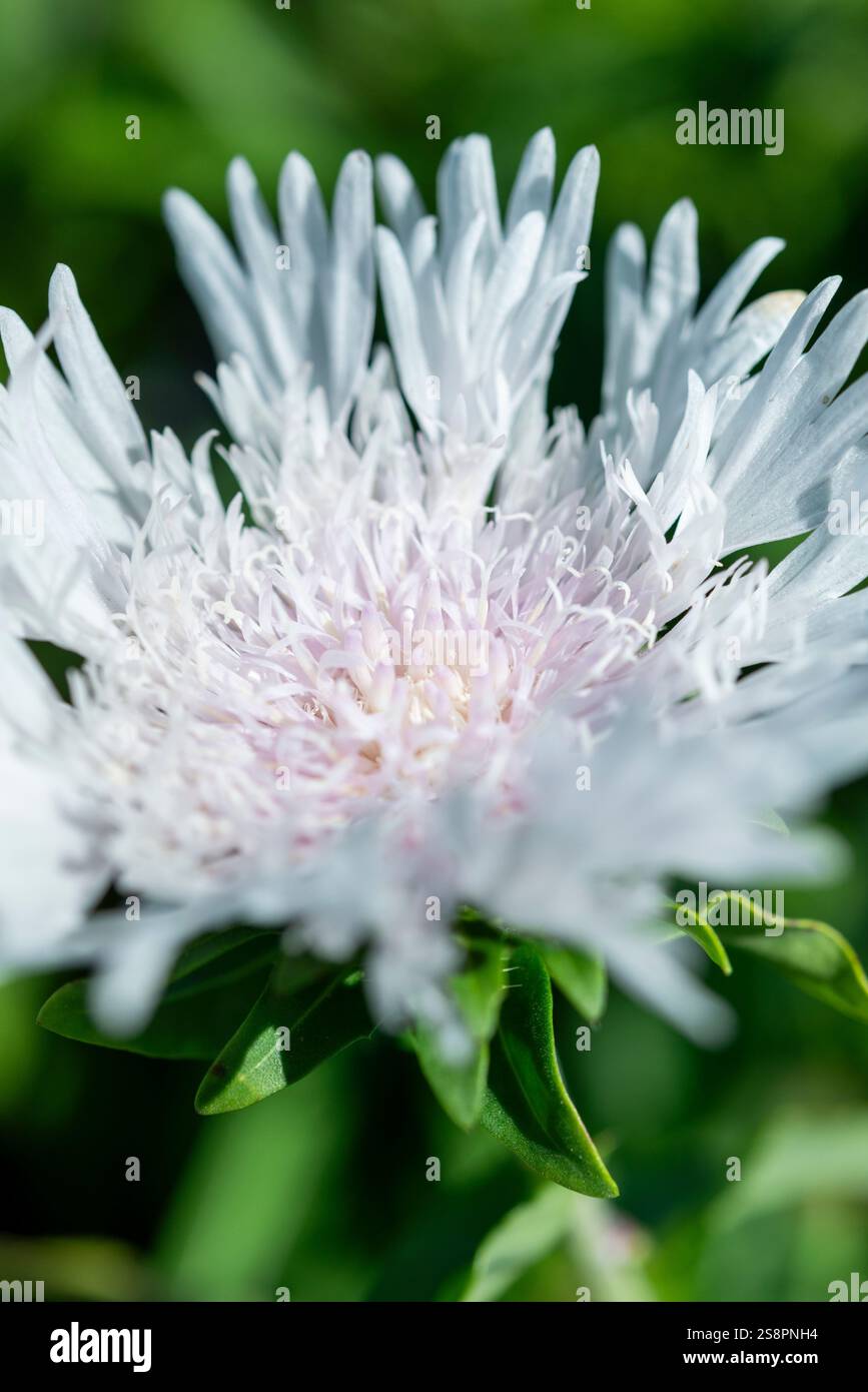 Stokesia laevis 'Divinity'. Une vivacité avec de grandes fleurs frangées de couleur blanche à la fin de l'été. Banque D'Images