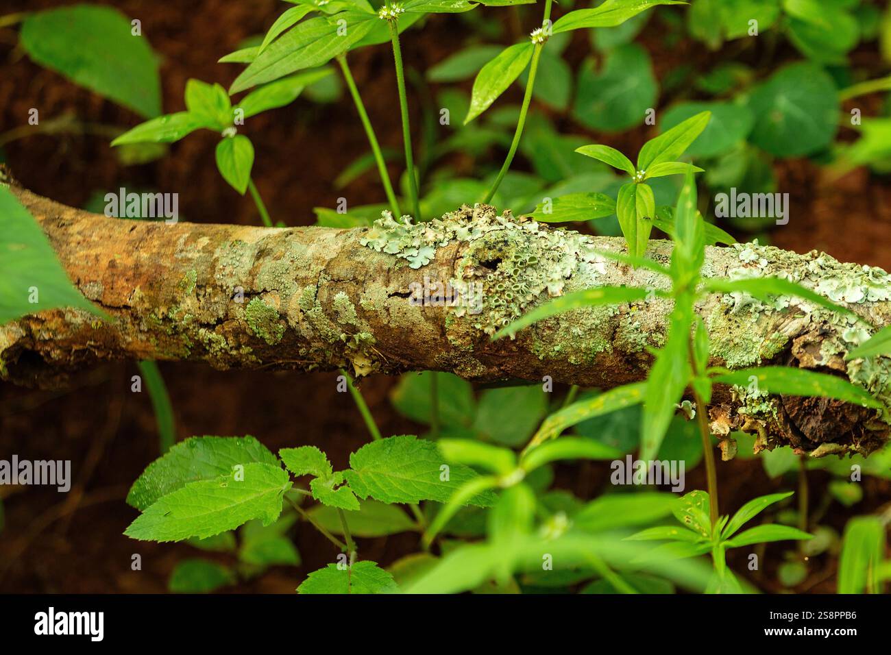 Goiania, Goias, Brésil – Janeiro 19, 2025 : branche tachée de mousse et de lichen, couchée sur le sol au milieu de la forêt. Banque D'Images