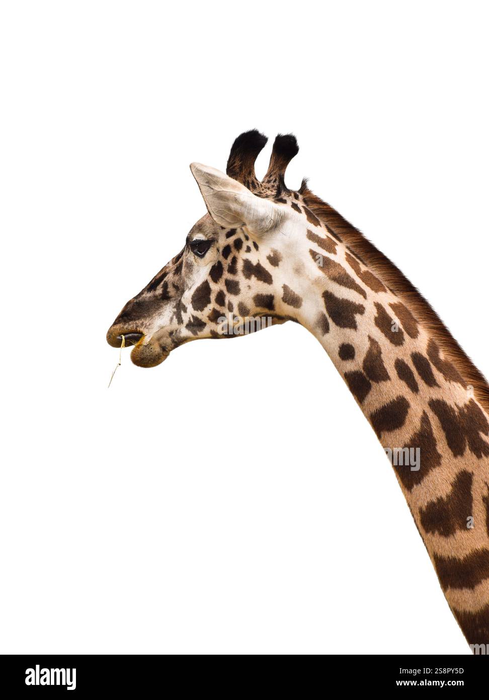 Gros plan tête et cou de girafe mâchant herbe découpe isolée sur blanc Banque D'Images