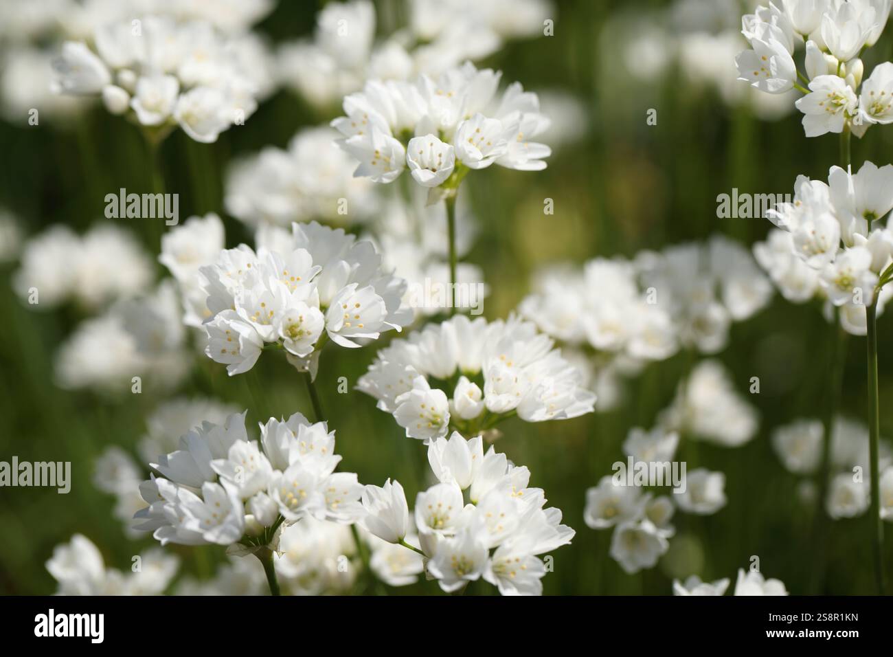 Fleurs d'ail napolitain, alias ail de Naples, ail jonquille, faux ail, oignon fleuri, oignon de Naples, étoile de Guernesey de Bethléem, étoile, blanc Banque D'Images