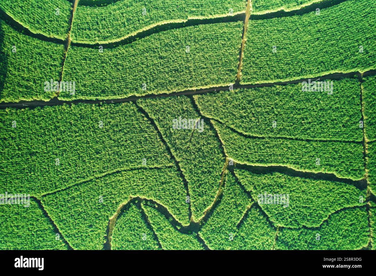 Champ vert de plante de canne à sucre aérienne au-dessus de la vue de drone de dessus Banque D'Images Champ vert de plante de canne à sucre aérienne au-dessus de la vue de drone de dessus Banque D'Images