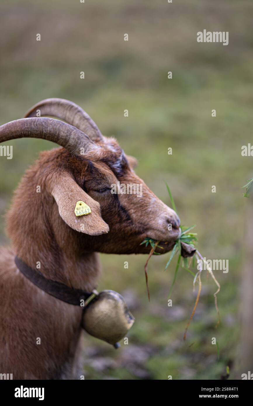 bébé chèvre mangeant de l'herbe Banque D'Images