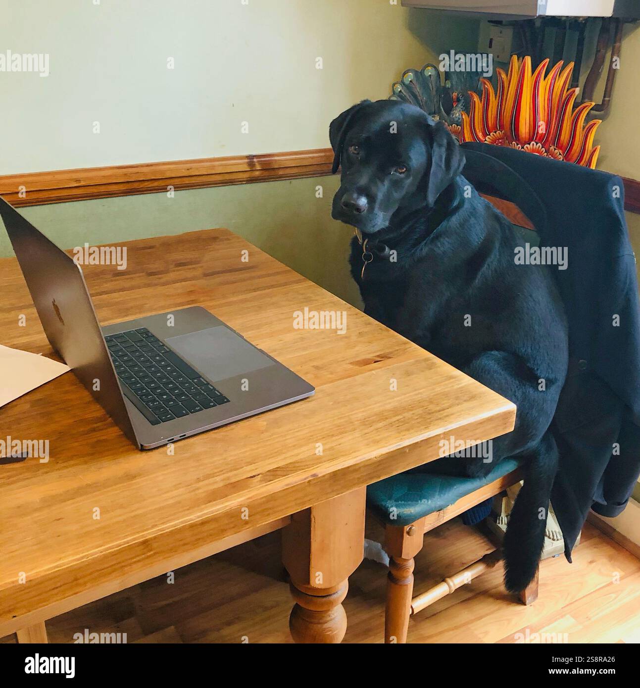 Chien Labrador noir assis sur une chaise près de la table de la cuisine. Banque D'Images