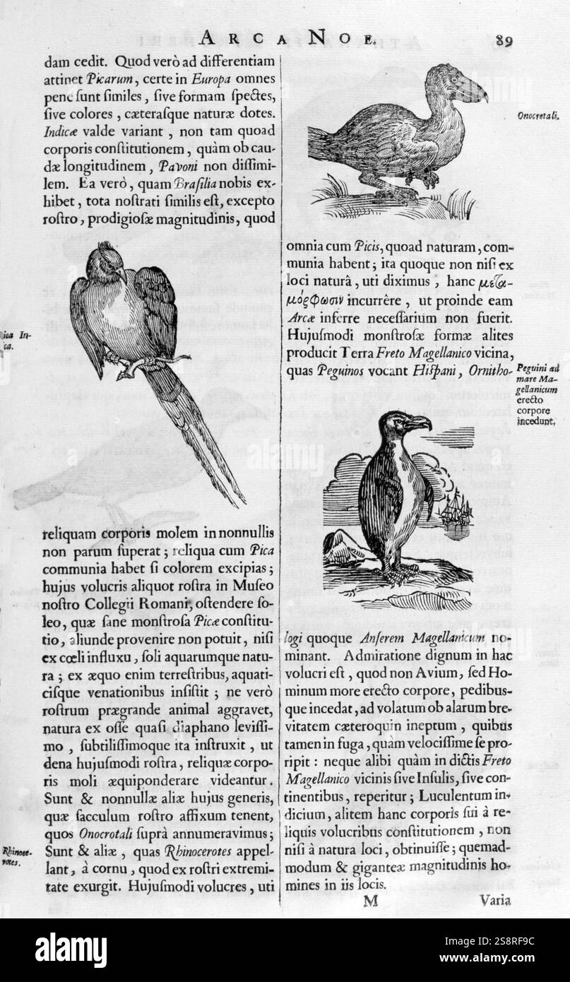 Illustrations d'espèces d'oiseaux, De arca Noe, (bâtiment de l'arche), par Athanase Kircher (1602-1680). Amsterdam 1675 publié. Athanase Kircher, un jésuite, était un polymathe et jésuite. La Noë Arca était fondée sur une stricte orthodoxie catholique. Il y décrit l'état Banque D'Images