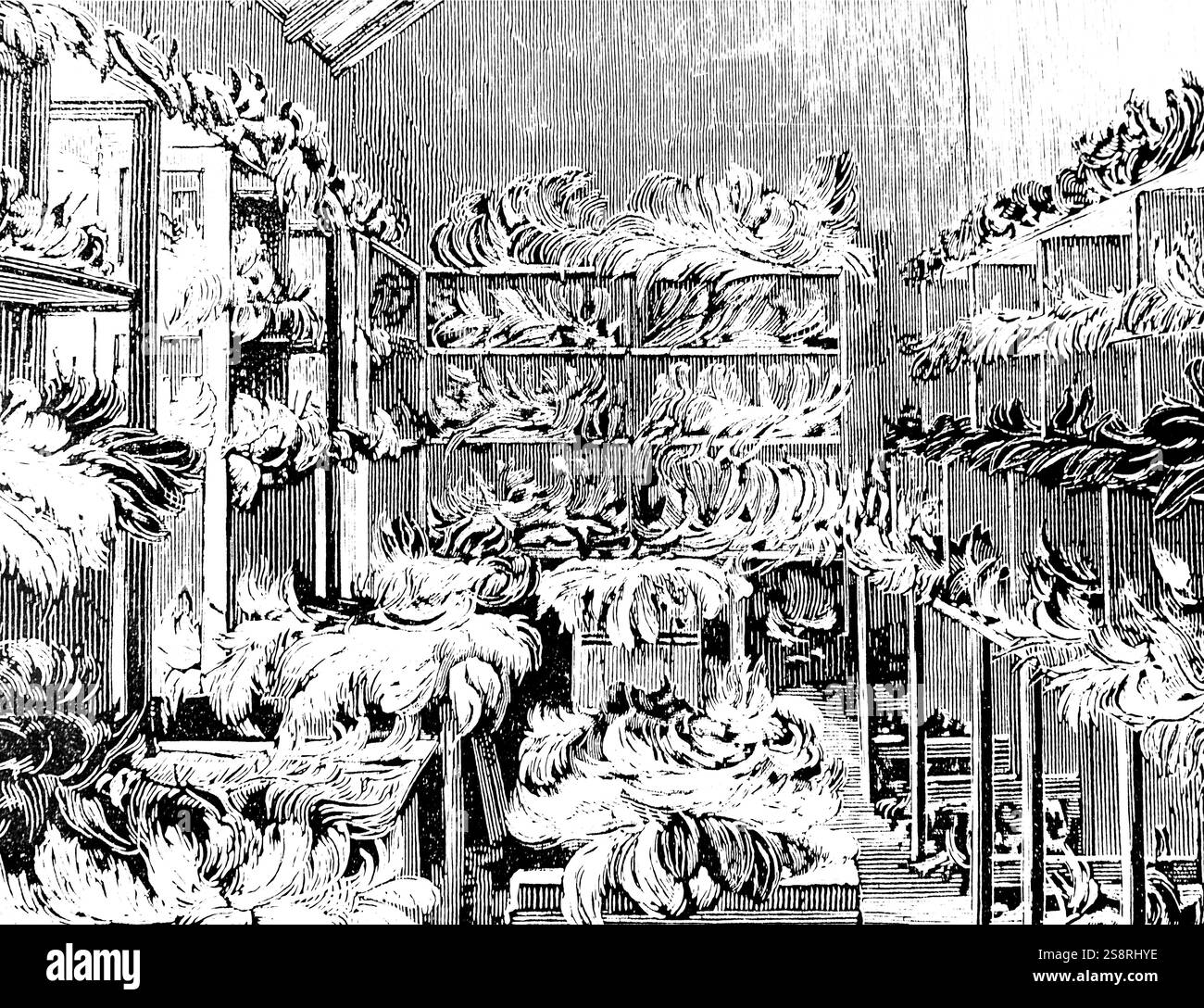 Illustration des plumes d'autruche prêt pour l'emballage et expédition sur une ferme d'autruches près de Grahamstown, Afrique du Sud. En date du 19e siècle Banque D'Images