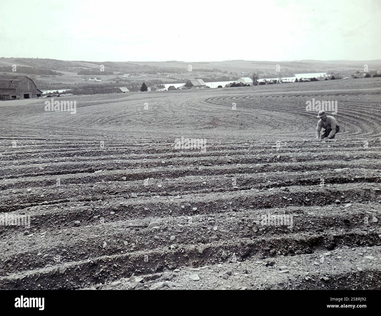 Photographie prise de la séquence et la culture en contour sur la ferme de Willie Martin au Nouveau-Brunswick, Canada. En date du 20e siècle Banque D'Images