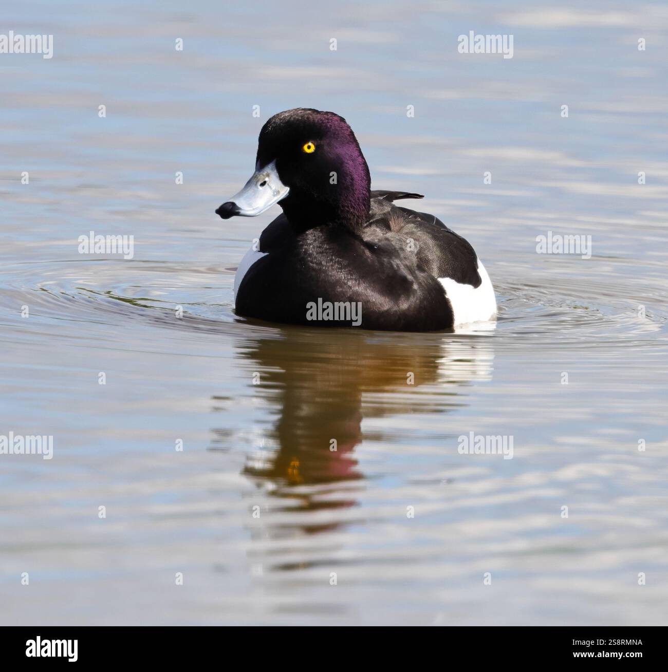 Un canard touffeté mâle (Aythya fuligula) à Slimbridge WWT Gloucestershire UK Banque D'Images