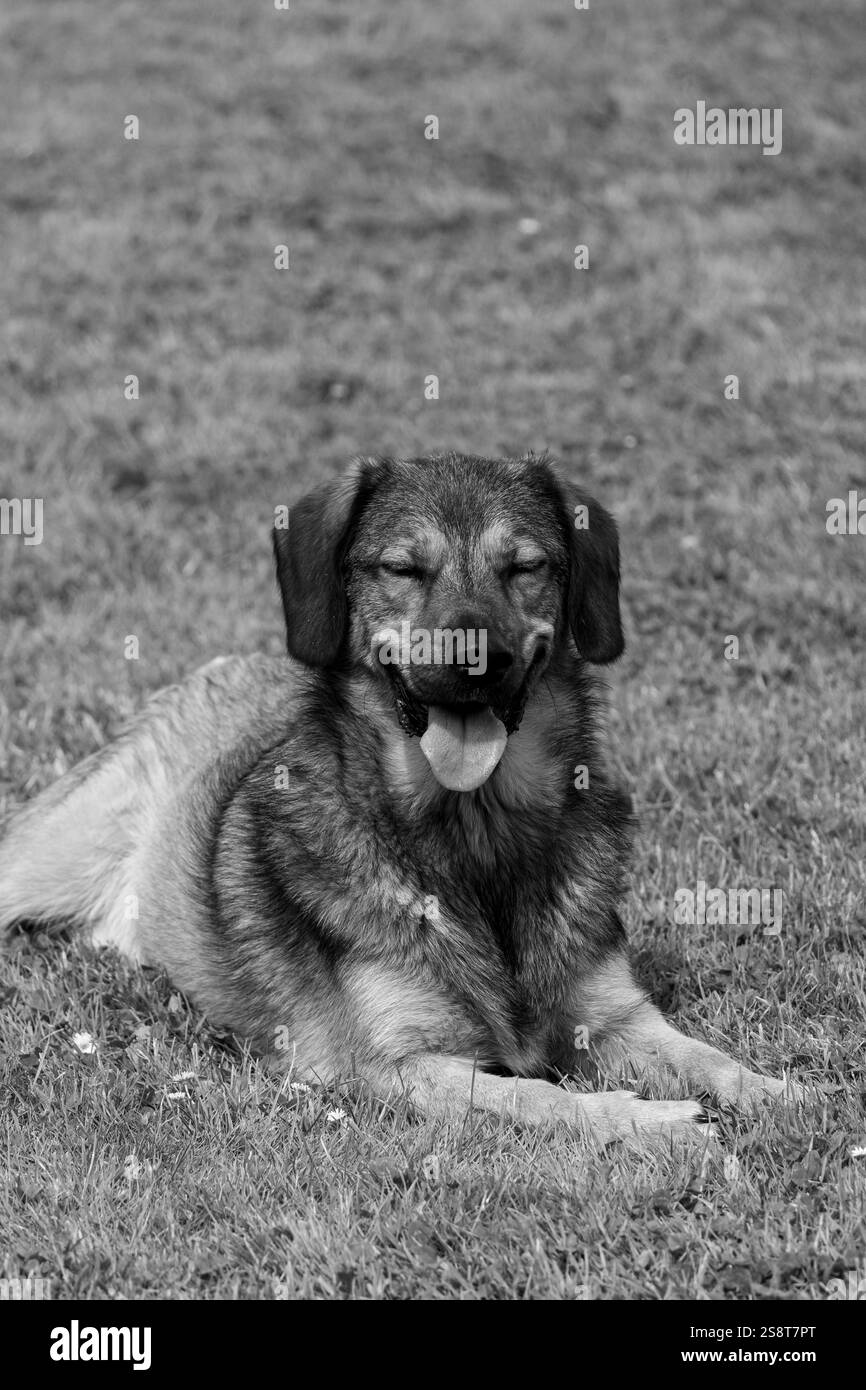 Un chien brun et blanc se tient debout dans un champ vert Banque D'Images