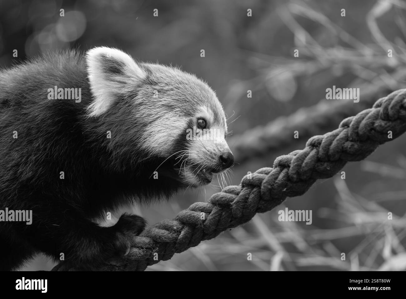 Panda rouge (Ailurus fulgens fulgens), également connu sous le nom de panda rouge népalaise. Banque D'Images