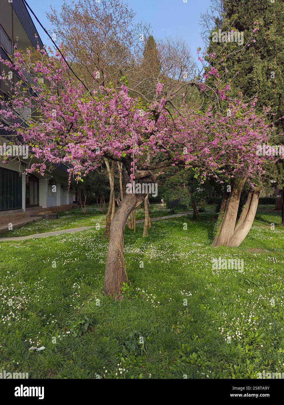 Arbre fleuri avec des fleurs roses dans le parc sur une journée ensoleillée im printemps, Monténégro Banque D'Images