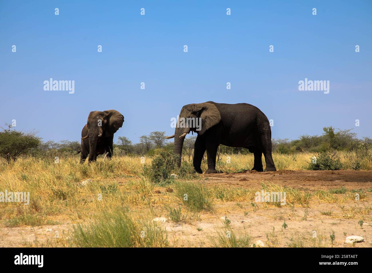 Un groupe d'éléphants d'Afrique dans le parc national de Chobe. Vu sur un lecteur de jeu privé. La région côtière de la rivière Chobe. Botswana, Afrique. Banque D'Images