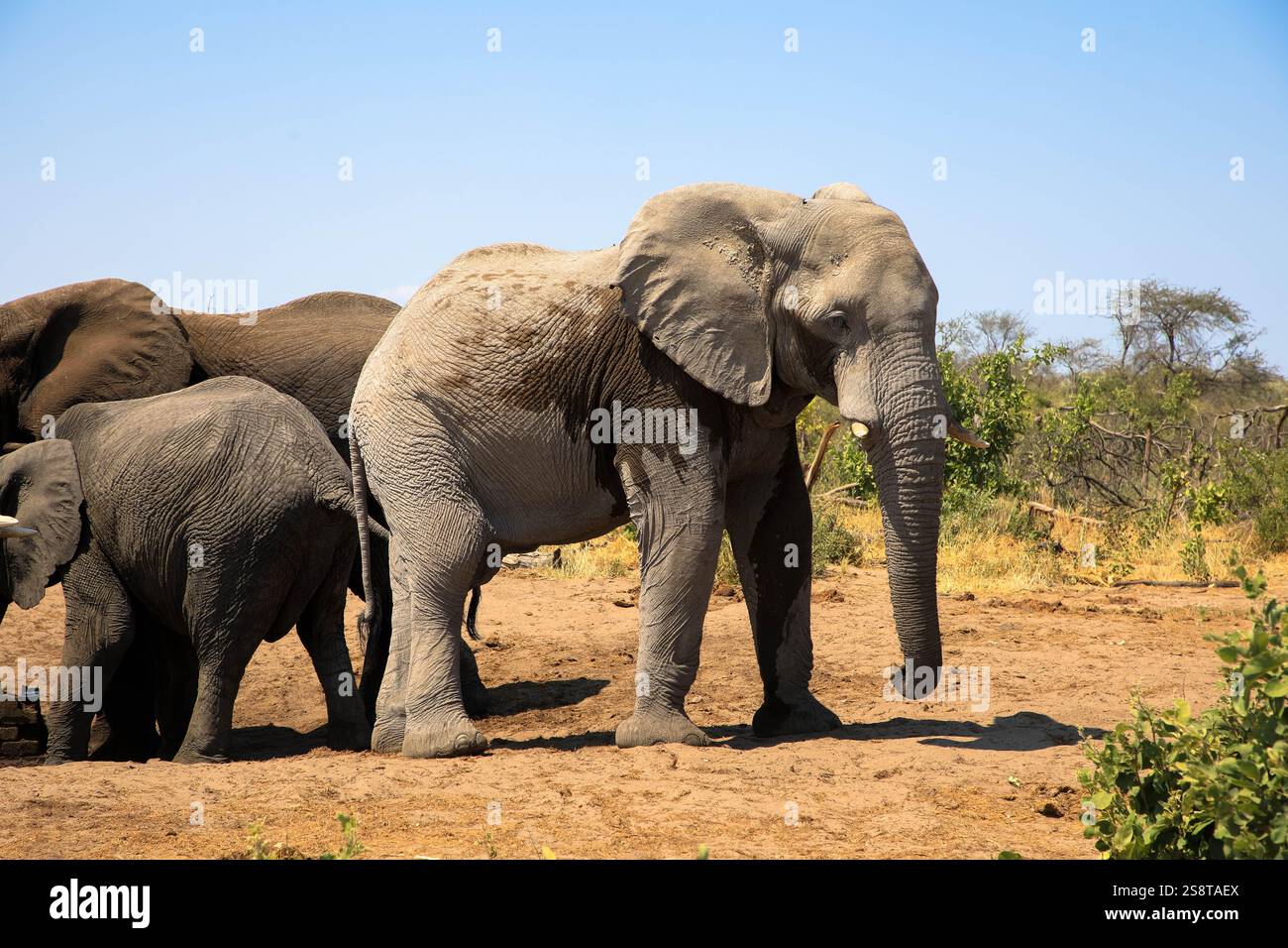 Un groupe d'éléphants d'Afrique dans le parc national de Chobe. Vu sur un lecteur de jeu privé. La région côtière de la rivière Chobe. Botswana, Afrique. Banque D'Images