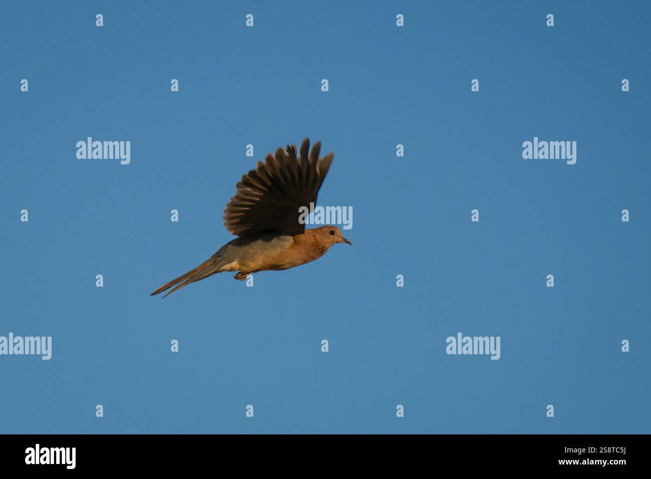 Une colombe riante déployant ses ailes, volant dans un ciel bleu clair. Banque D'Images Une colombe riante déployant ses ailes, volant dans un ciel bleu clair. Banque D'Images